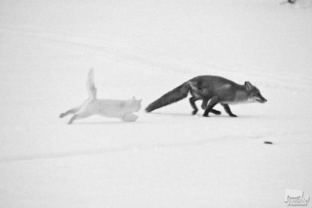 01210 Лучшие фотографии России 2011. Номинация “Природа”