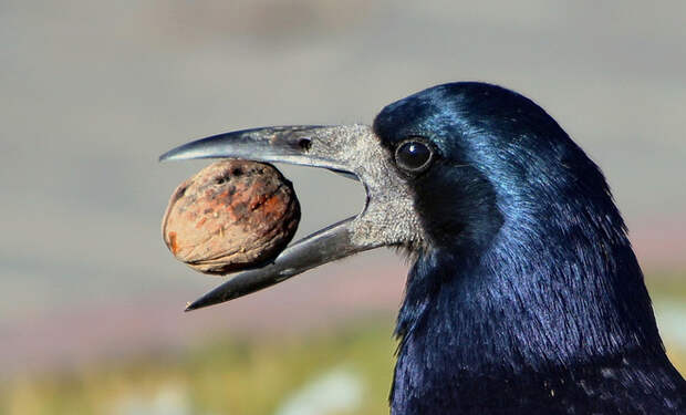 Ворону достался крепкий орех, но умная птица нашла инструмент. Птица использовала камень, почти как человек: видео