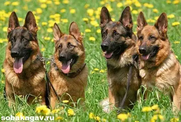 Немецкая овчарка собака. Описание, особенности, уход и цена немецкой овчарки