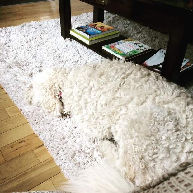 Некоторые животные — это жидкость