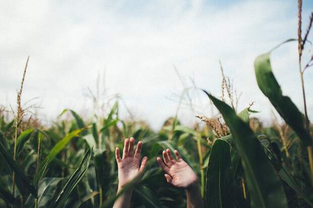 Жуткие встречи в кукурузных полях (4 фото)