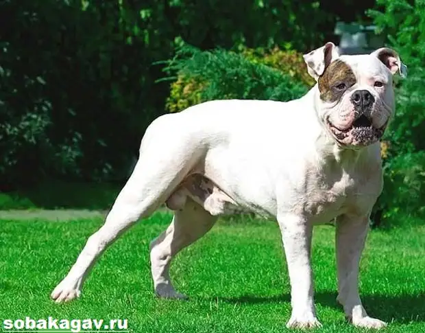 Американский бульдог собака. Описание, особенности, уход и цена американского бульдога