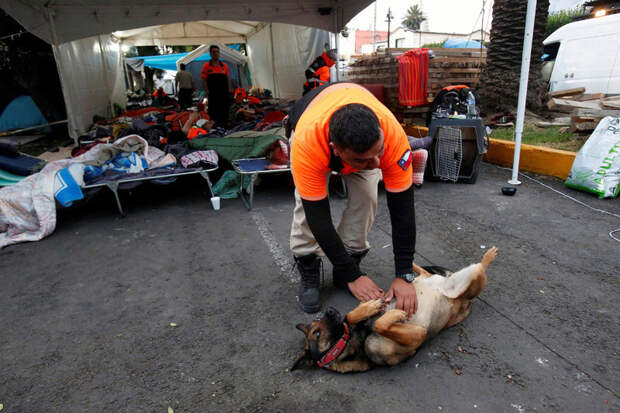 Собачья работа: поиск людей под завалами землетрясение, мексика, собаки поисковики