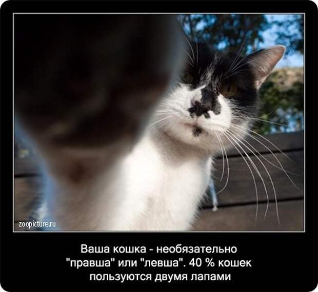 Факты о кошках в картинках