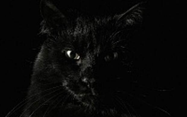 Любимые коте:) 8