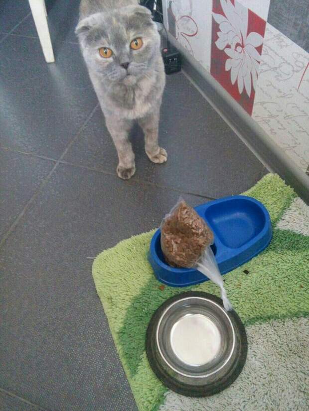 Попросила мужа покормить кошку...