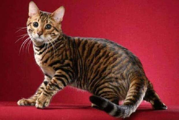 10 самых дорогих и редких кошек в мире!