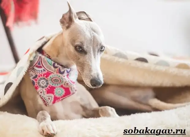 Уиппет собака. Описание, особенности, уход и цена породы уиппет