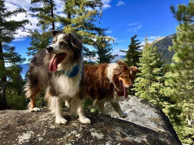 Счастливые собаки на прогулке в горах. Фотограф: Frank Bardessono в мире, животные, кадр, люди, природа, смартфон, фото, фотограф