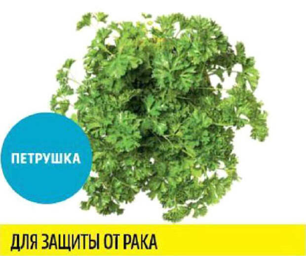 Какую зелень можно выращивать круглый год на подоконнике, чтобы быть здоровым