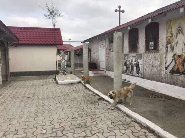 Радостные собачки Привязанные собачки