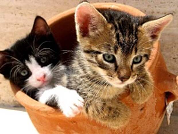 Любимые коте:) 13