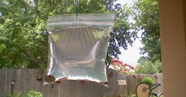 Этот простой прием с пластиковым пакетом отгонит всех мух от вашего дома Хитрость, мухи, насекомые, пакет, своими руками, секрет, совет