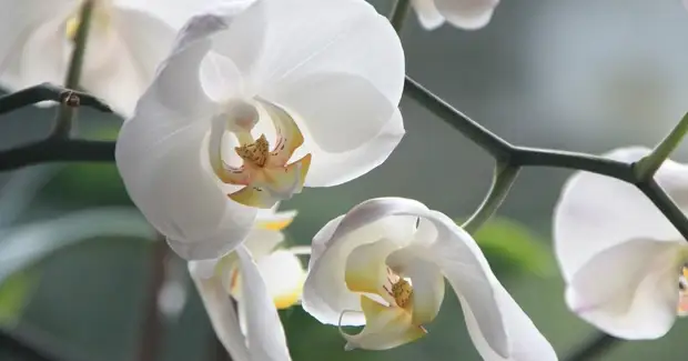 9 красивых растений для подоконников на восточной стороне