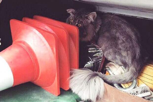 Сотрудники дорожного патруля спасли четырехмесячного котенка на Третьем Транспортном кольце дорожный патруль, мейн-кун, спасение кота
