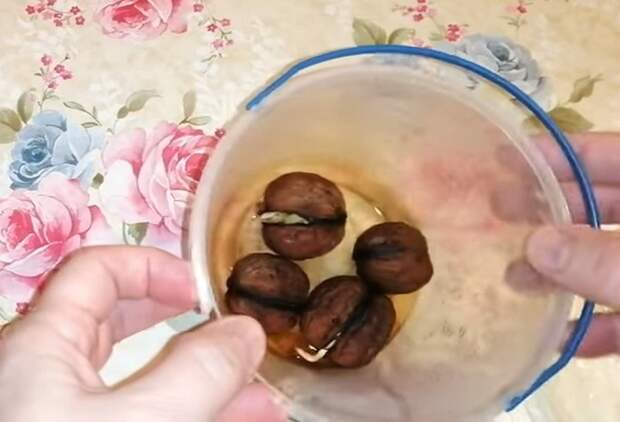 Как в домашних условиях прорастить грецкий орех