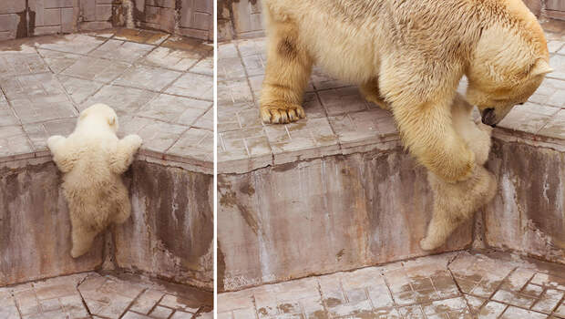 Медведицы и медвежата - 20 дивных фотографий-36