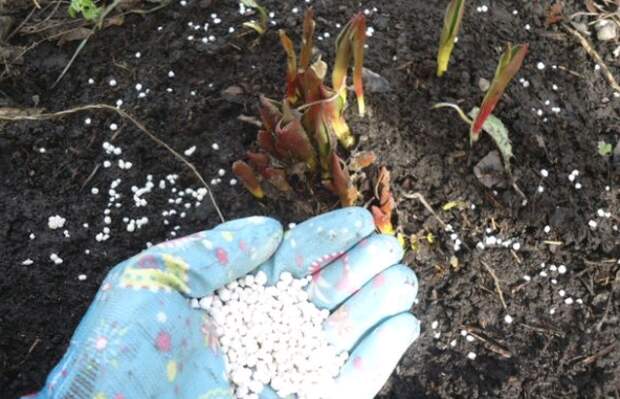 Как правильно выращивать тюльпаны на даче
