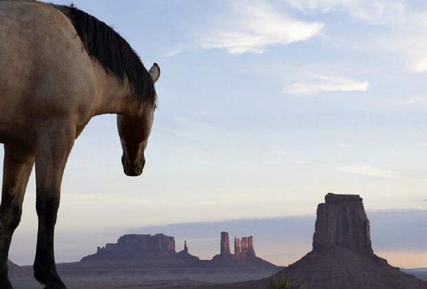 Фотопроект Equus: Красота Лошади