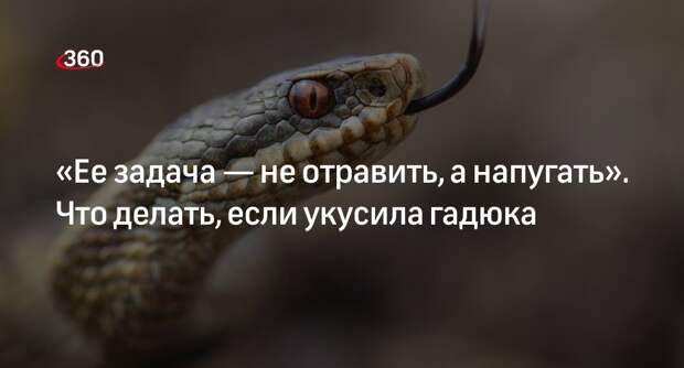Герпетолог Ермолов: гадюки ядовиты в любое время года