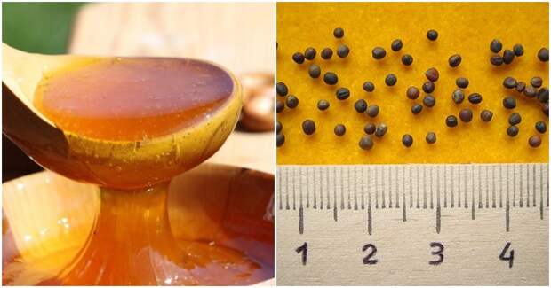 Замочите семена растений в растворе мёда, и урожай превзойдет ожидания