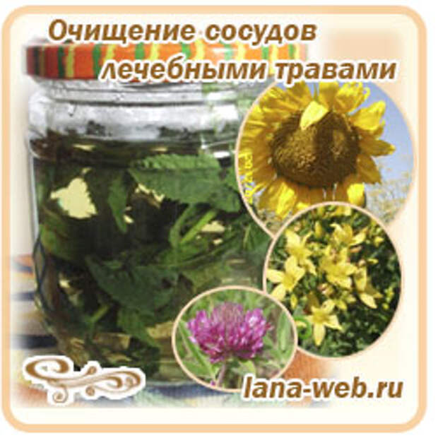 Лечебные травы для очищения сосудов