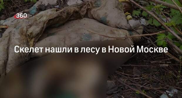 Прокуратура Москвы: в лесу на территории Новой Москвы нашли человеческий скелет