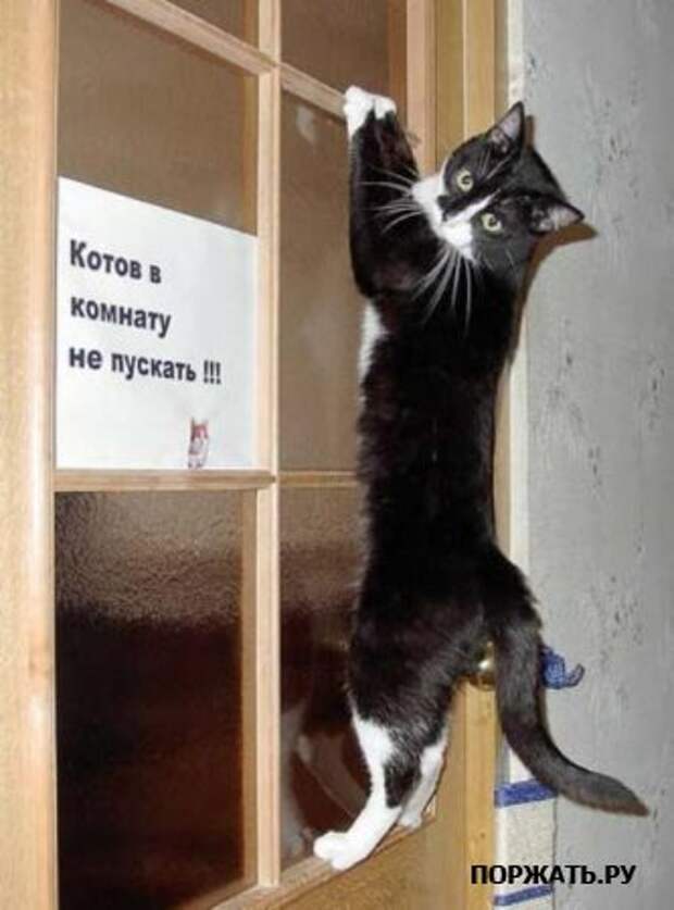 Фото приколы в картинках.