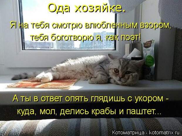 Лучшие котоматрицы недели (50 фото)