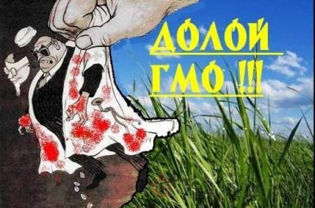 В России может быть запрещено производство продуктов с ГМО