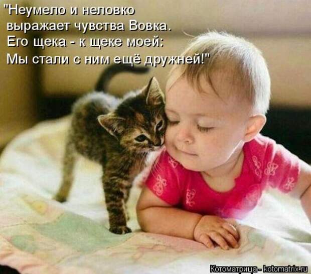 Лучшие котоматрицы недели (50 фото)