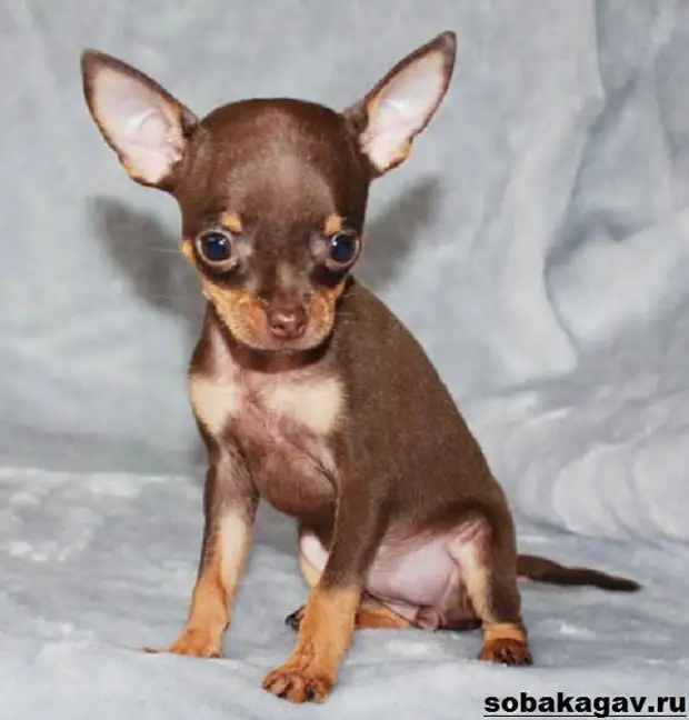 Той терьер собака. Описание, особенности, уход и цена той терьера