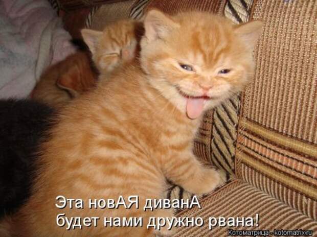Приехала в гости сестра с двумя детьми 2 и 5 лет… Кот сразу притворился мертвым…