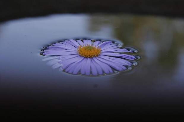 Ромашка на воде
