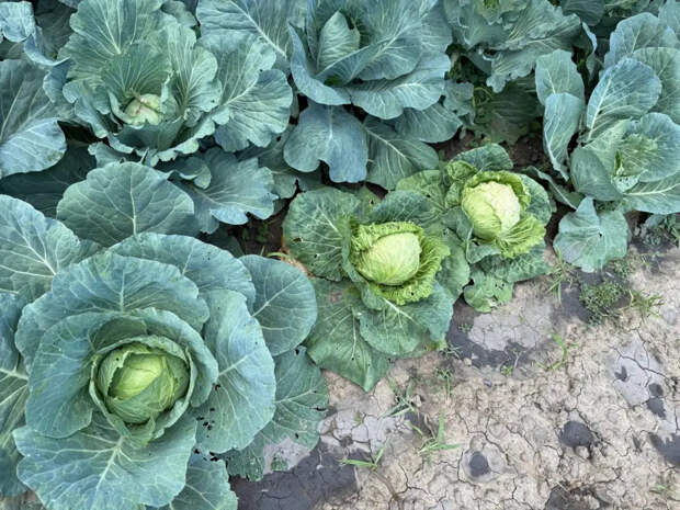 Стакан в лунку — и капуста наливается тугая: секрет плотных кочанов без трещин