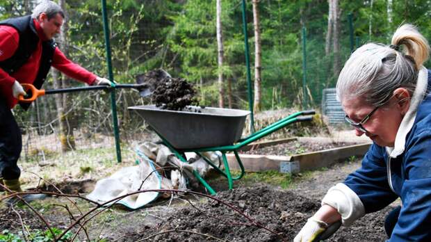 Садовод Туманов: ранней весной крайне важно на даче подкормить ягоды