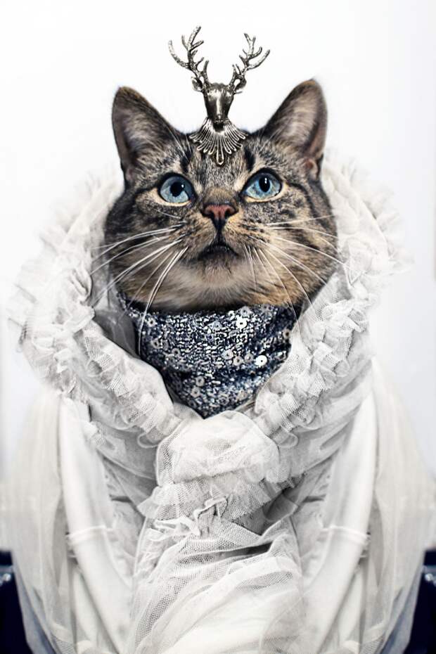 Пушистая модница кошка, модница, фото