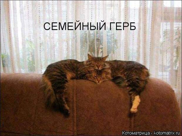 Лучшие котоматрицы недели