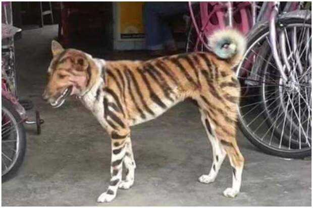 Фермер из Индии перекрасил своего пса в тигра, чтобы отпугнуть наглых обезьян