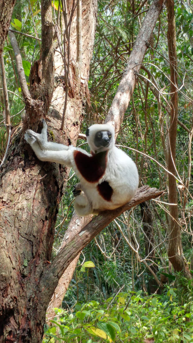 Сифаки — самые весёлые приматы планеты, которым жизнь в удовольствие