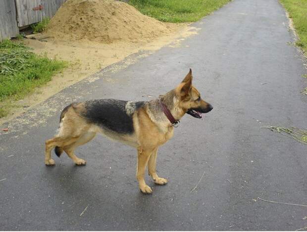 Овчарка напала на беззащитного ребенка в Краснодаре: мальчика спас прохожий