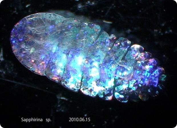 Морской сапфир (лат. Sapphirina sp.)