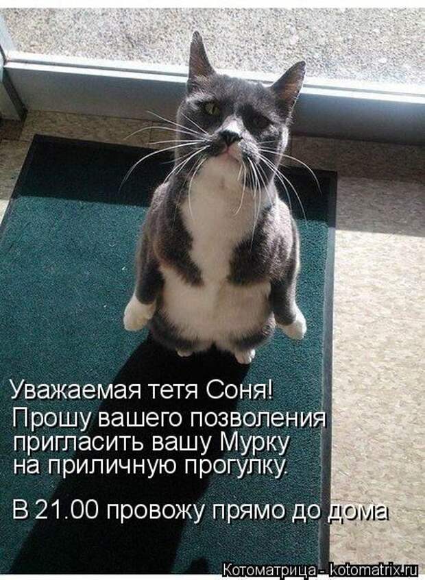 Котоматрицы (картинки с надписями)