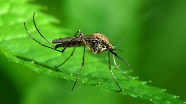 Для чего в Китае разводят комаров на специальном заводе