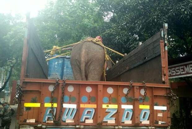 Слон угодил в колодец, и ему на помощь пришли военные