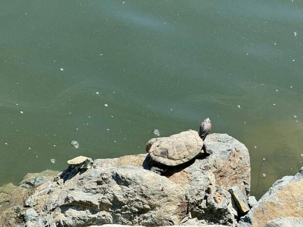 Как живут черепахи в озере во Владивостоке?