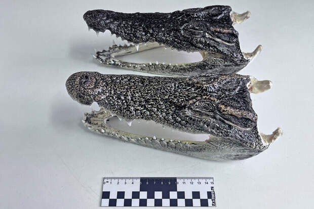 В Новосибирске таможенники нашли головы крокодилов в багаже пассажира