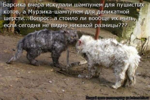 Котоматрицы....самые прикольные