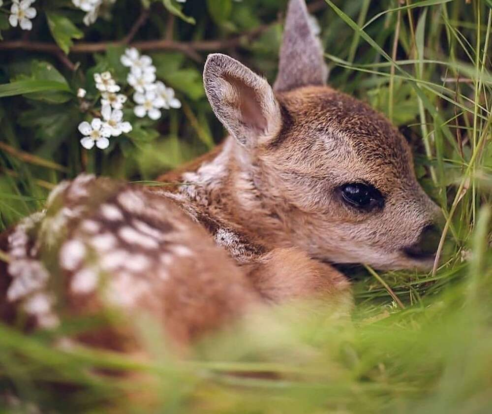 Олененок фото картинки