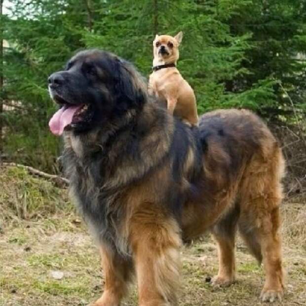 This dog who&#39;s basically a horse for Chihuahuas. 